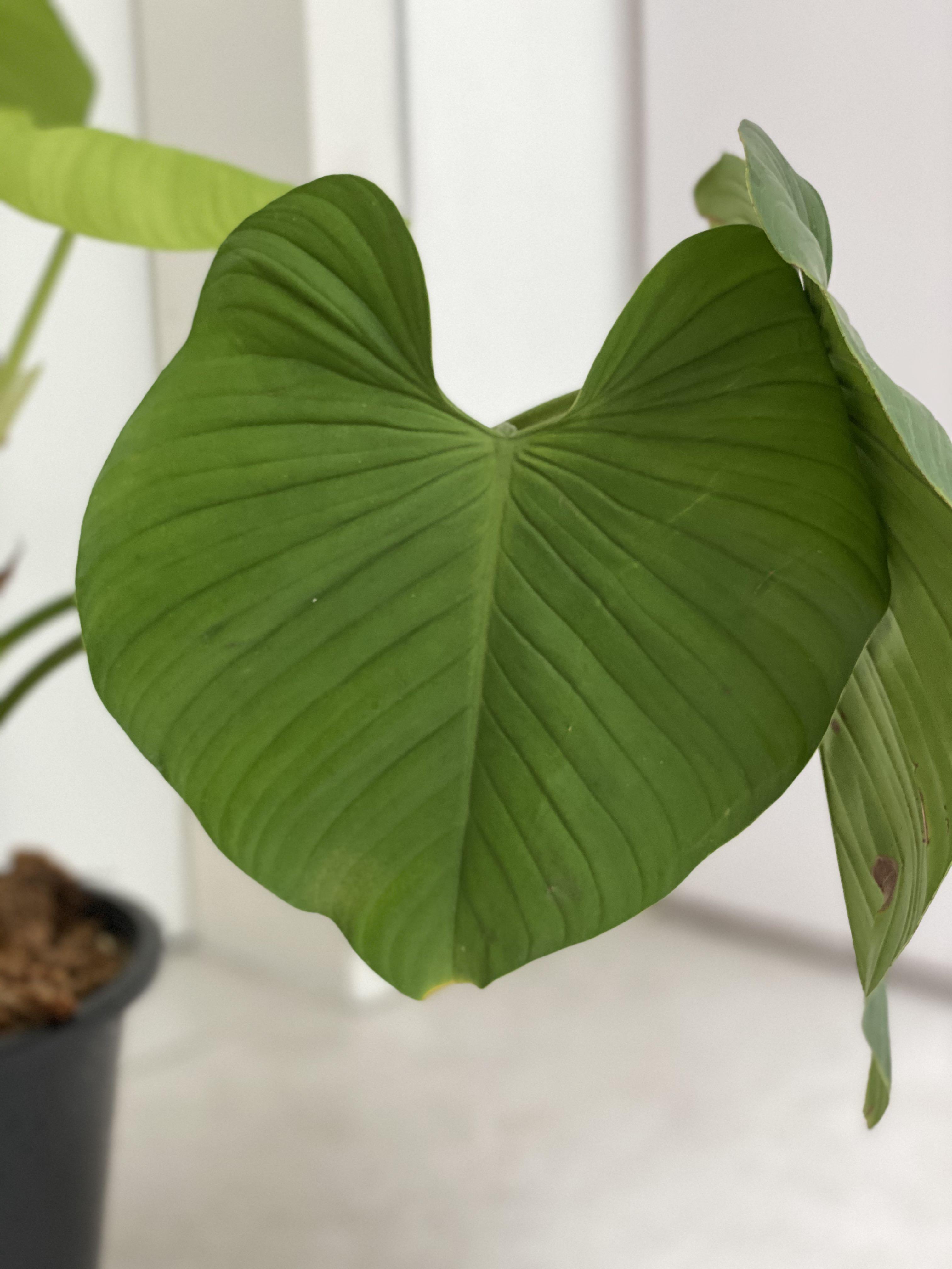 Philodendron Montanum