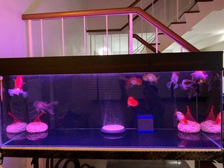 (Category: ) located in . Submitted by blackbishop (Listing ID 1009431624, Image 1). Description: .