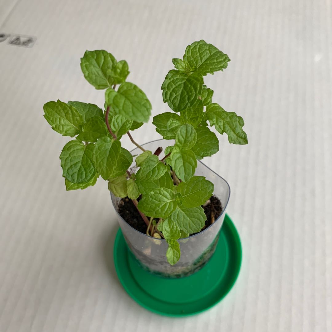 薄荷葉幼苗可食用香草盆栽 環保盆 傢俬 家居 Gardening Plants Carousell