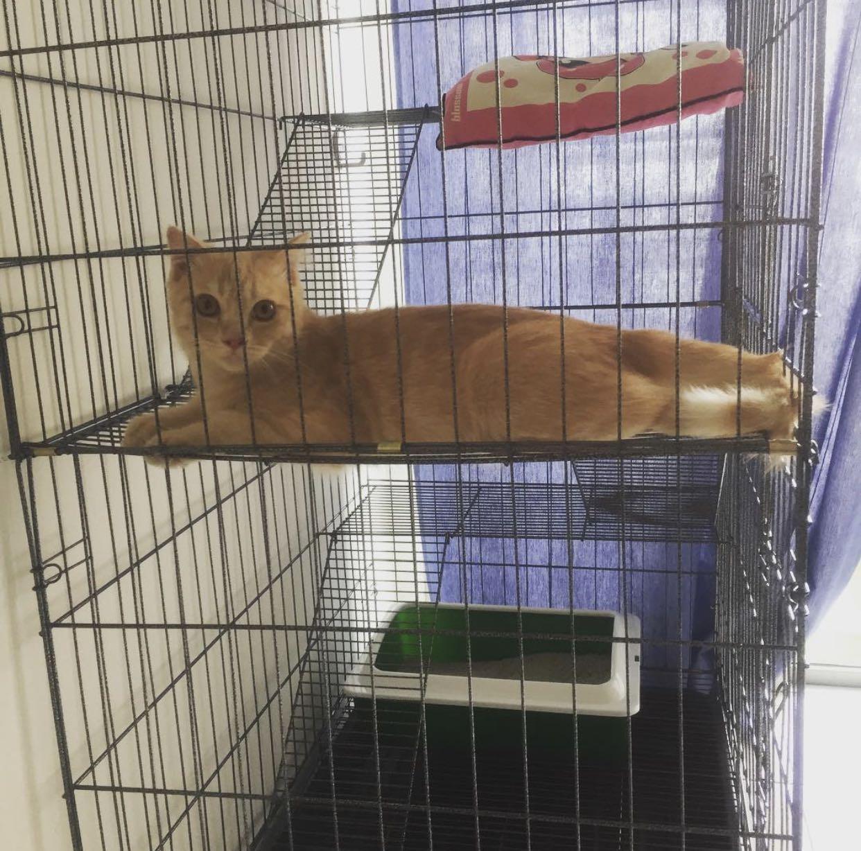 Drawing Sangkar Kucing - Terima kasih kerana berminat dengan sangkar