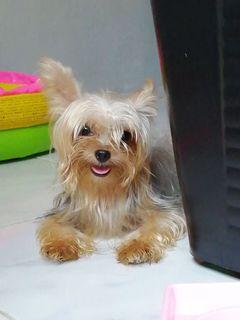 Yorkies View All Yorkies Ads In Carousell Philippines