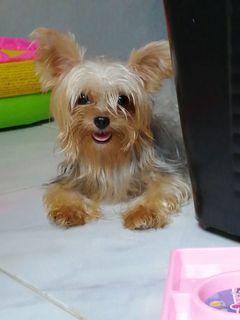 tiny yorkshire terrier for sale