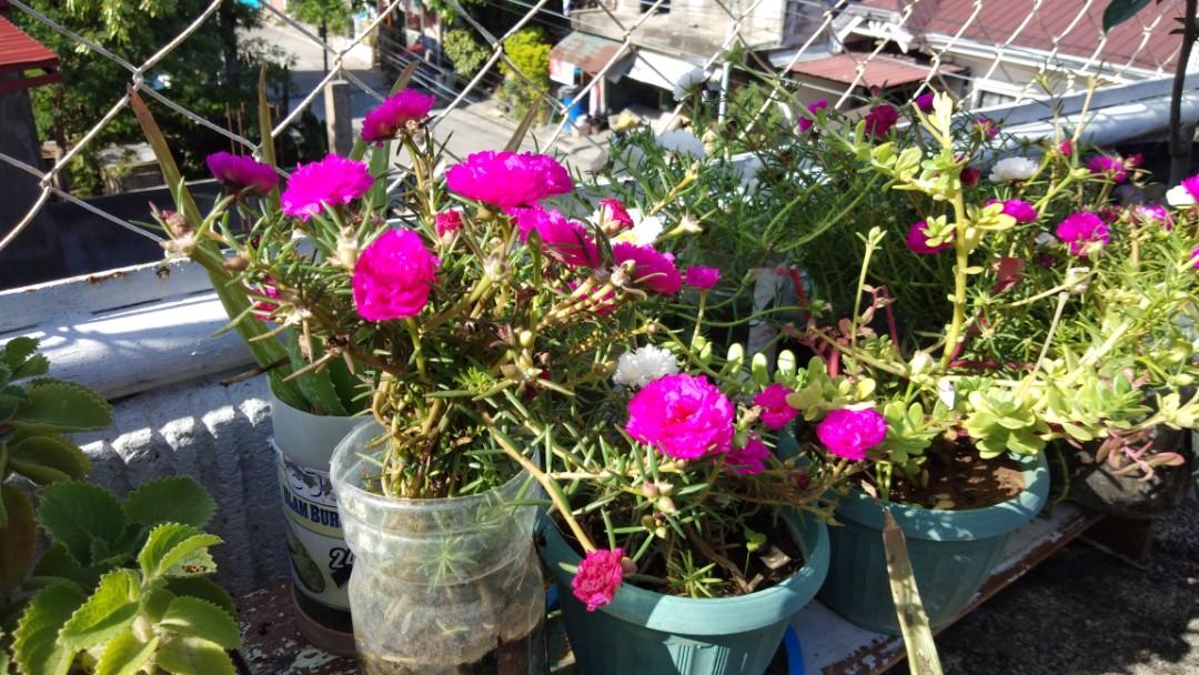 Vietnam Rose Gardening Flowers Plants On Carousell