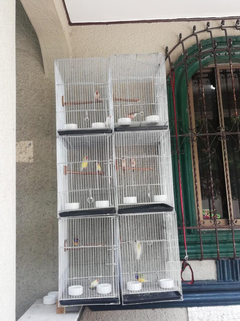 stand up bird cages