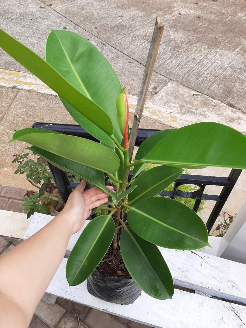 Indoor House Plants For Sale Gardening Flowers Plants On Carousell