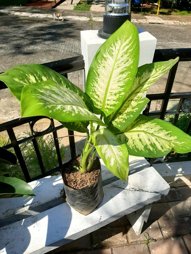Indoor House Plants For Sale Gardening Flowers Plants On Carousell