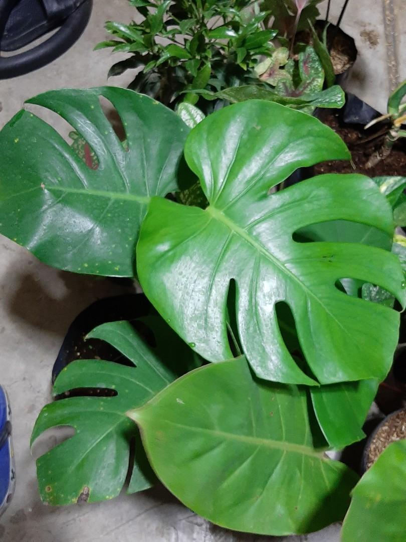 Indoor House Plants For Sale Gardening Flowers Plants On Carousell
