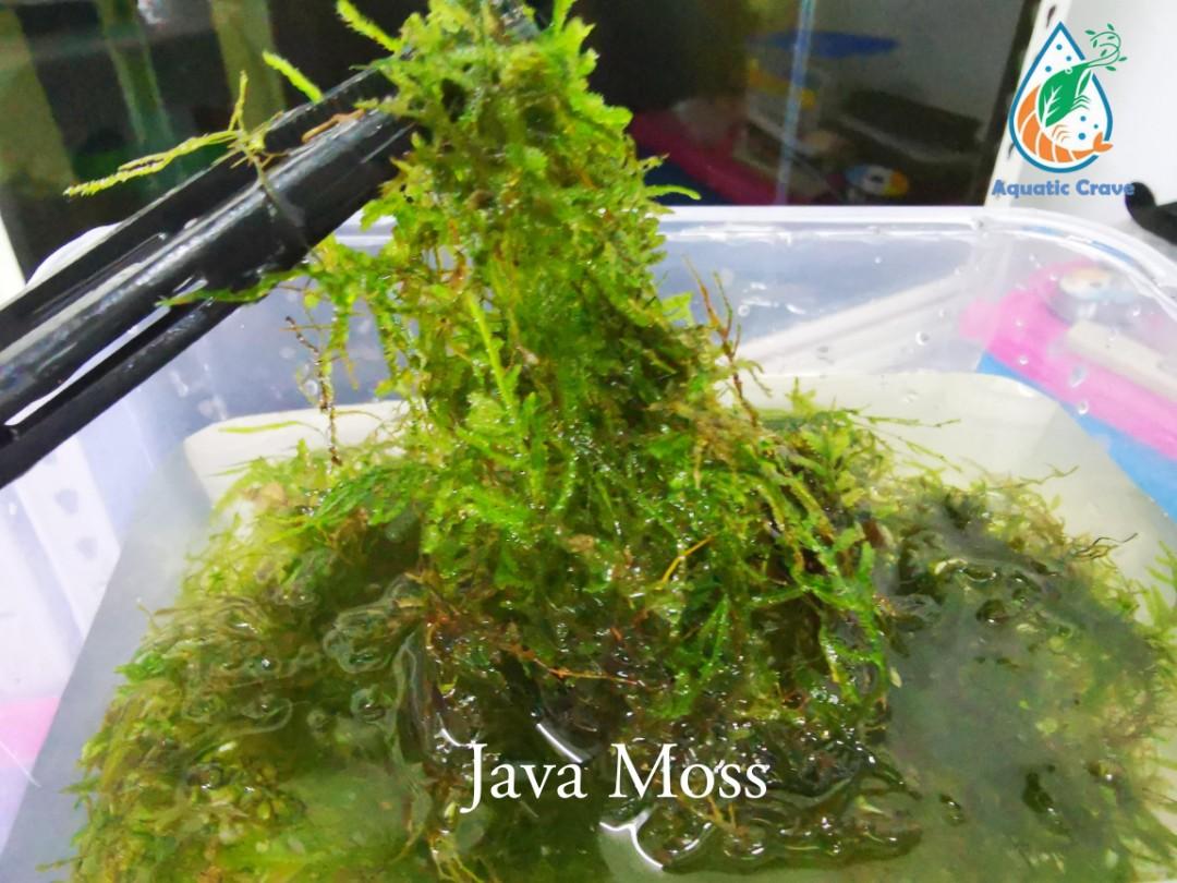 Java moss Aquarium Plant, Pet Supplies, Homes & Other Pet Accessories on Carousell
