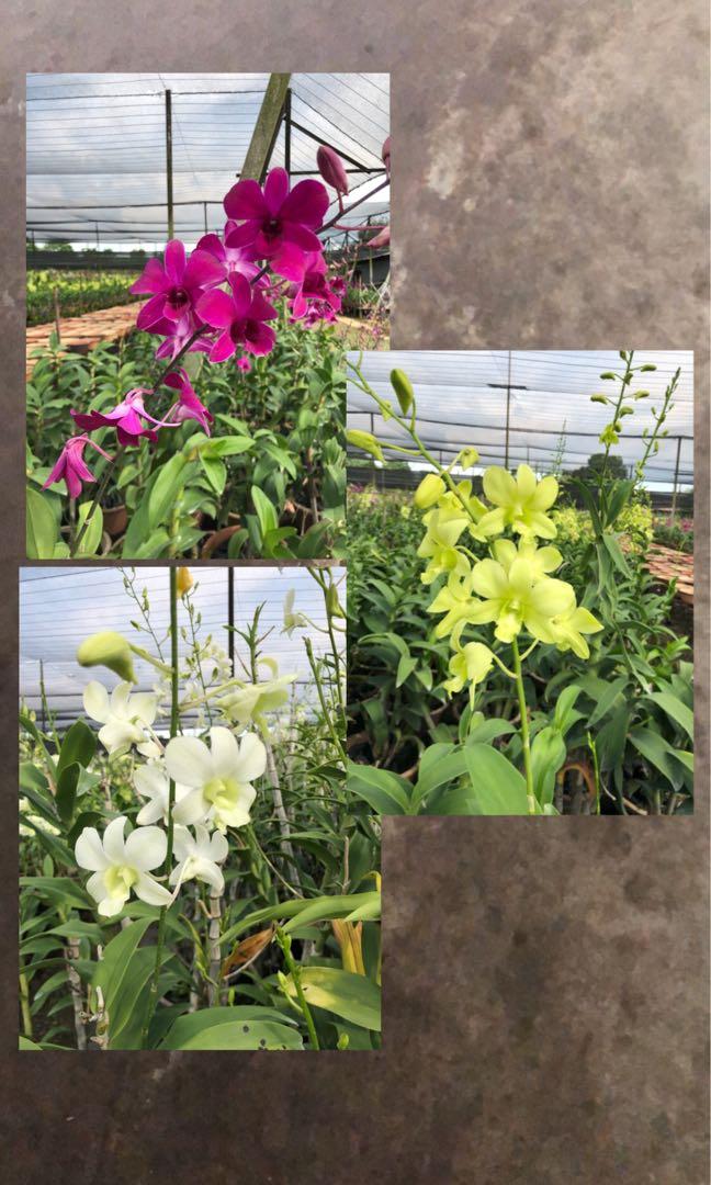 Orchids Flower Plant For Sale Gardening Plants On Carousell