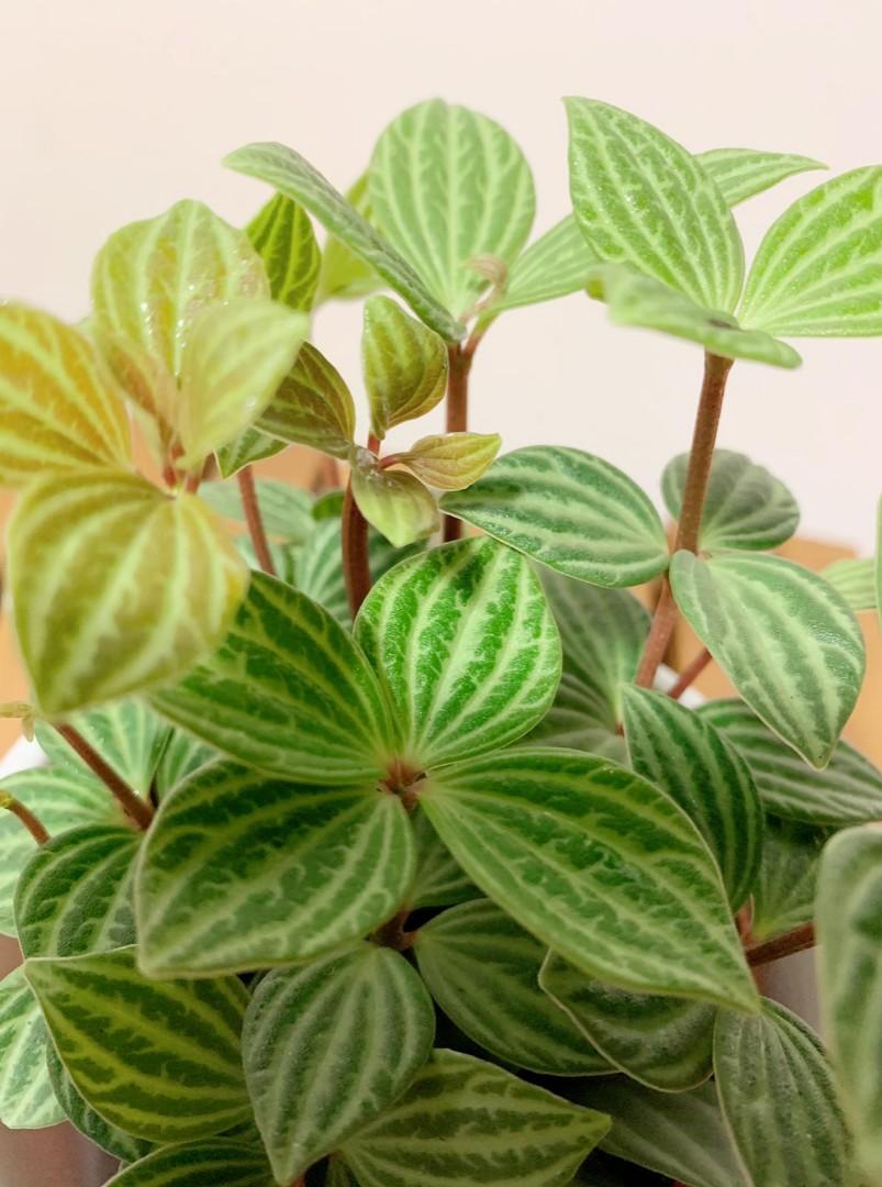 Parallel Peperomia Puteolata Gardening Plants On Carousell