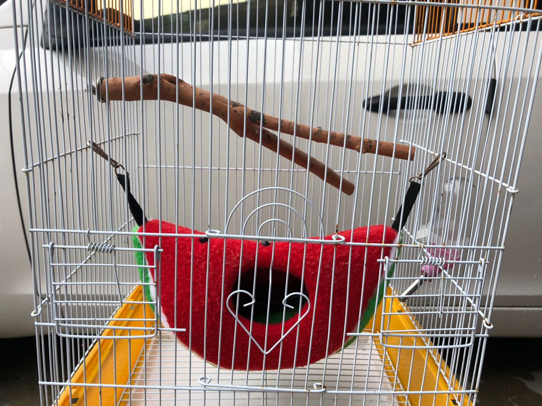 Sangkar sugar 2024 glider