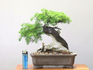 (Category: ) located in . Submitted by pan_bonsai (Listing ID 1009559070, Image 1). Description: .