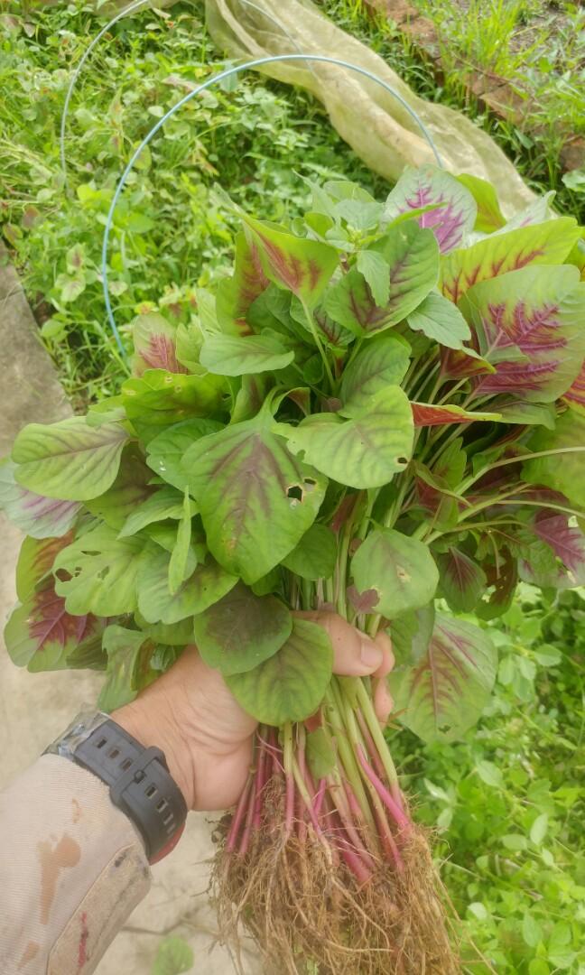 20 24kg Of Soil 3 Free Delivery Gardening Plants On Carou - Garden Veggie Plants Delivered 20 24kg Of Soil 3 Free Delivery Gardening Plants On Carou - Garden Veggie Plants Delivered