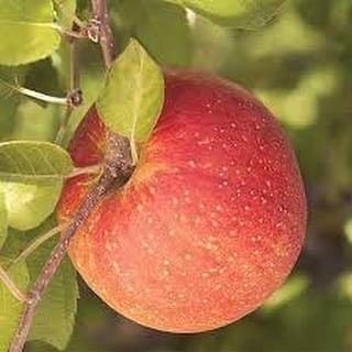 Apple Fuji Home Furniture Gardening On Carousell