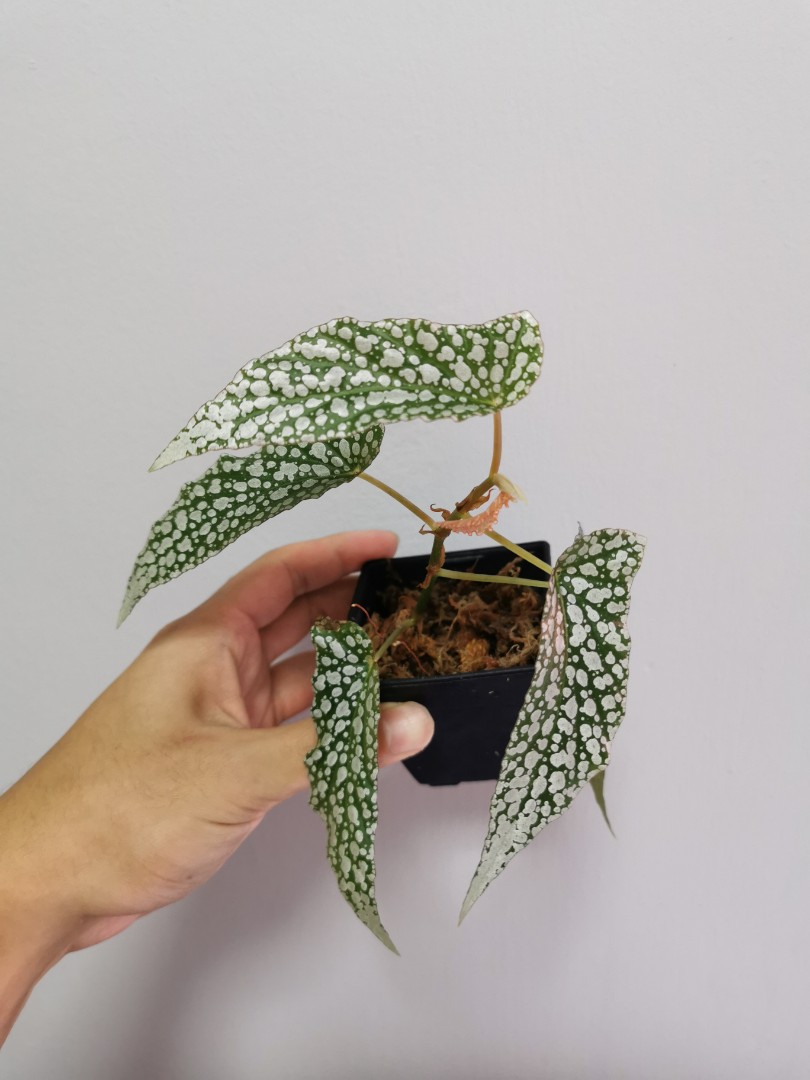 Begonia White Ice Furniture Home Living Gardening Plants Seeds On Carousell