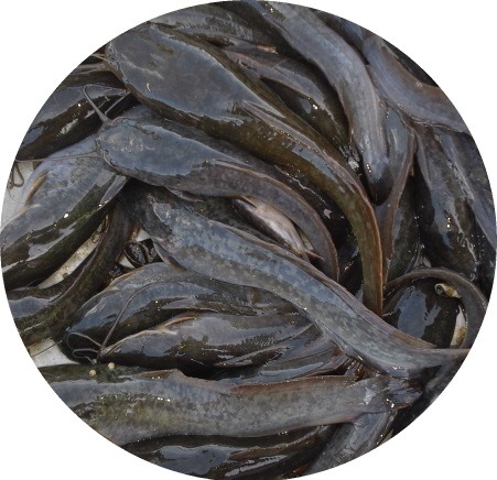 Hito Fingerlings and Grown-Out (Catfish) for Sale