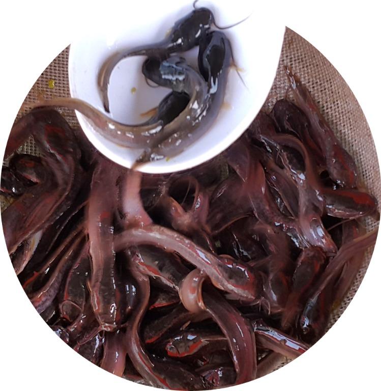 Hito Fingerlings for GrowOut (Catfish fingerlings) for Sale, Food