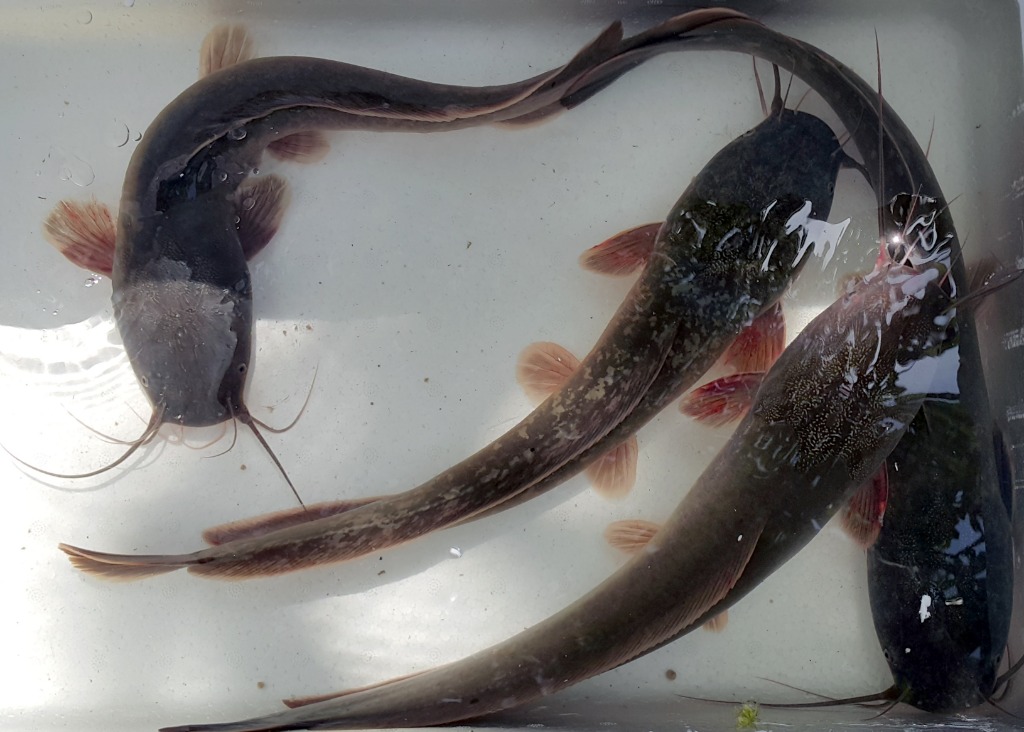 Hito Fingerlings and Grown-Out (Catfish) for Sale