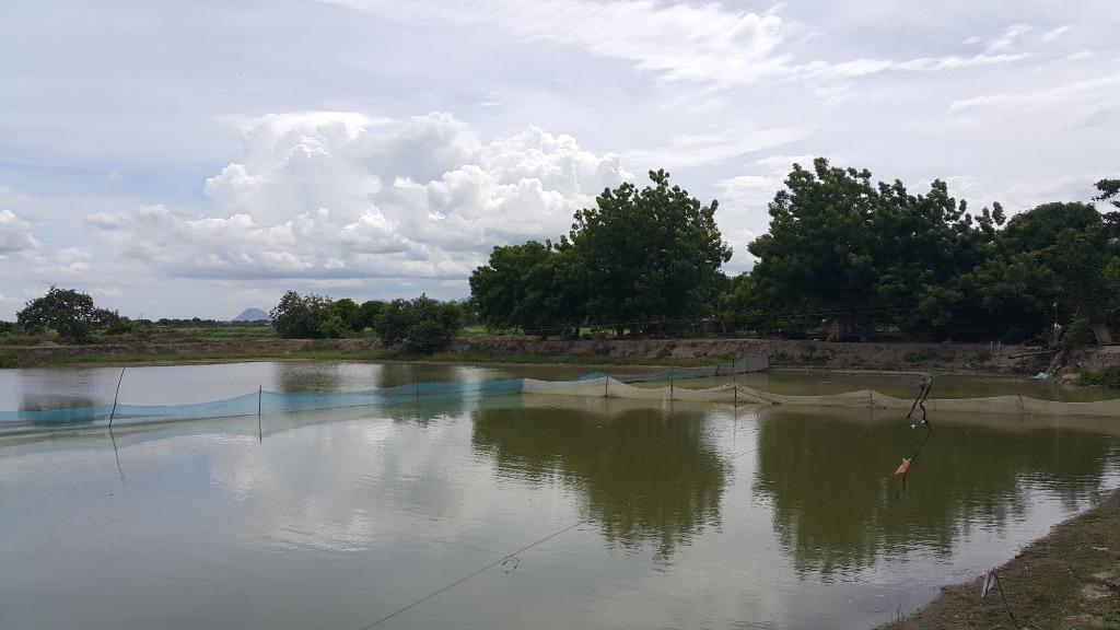 Hito Fingerlings for GrowOut (Catfish fingerlings) for Sale, Food & Drinks, Fresh Produce on