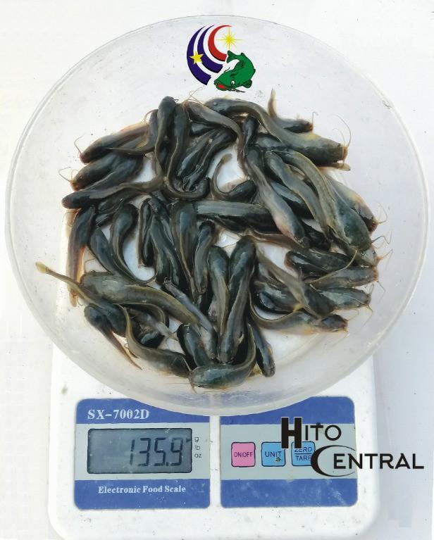 Hito Fingerlings for GrowOut (Catfish fingerlings) for Sale, Food