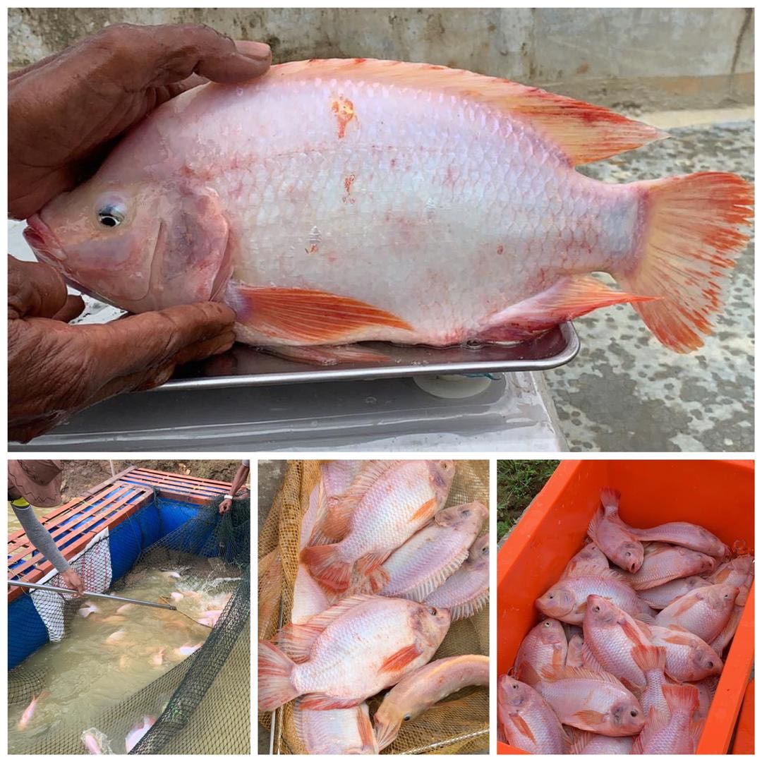 Harga Ikan Tilapia Merah Satu Kg Berapa - Check spelling or type a new
