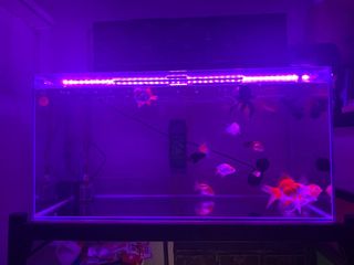 (Category: ) located in . Submitted by shawn-lee (Listing ID 1004217437, Image 1). Description: .