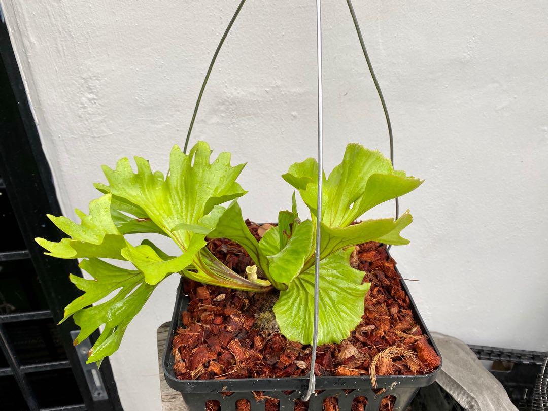 Platycerium Ridleyi Sweet Heart Furniture Home Living Gardening Plants Seeds On Carousell