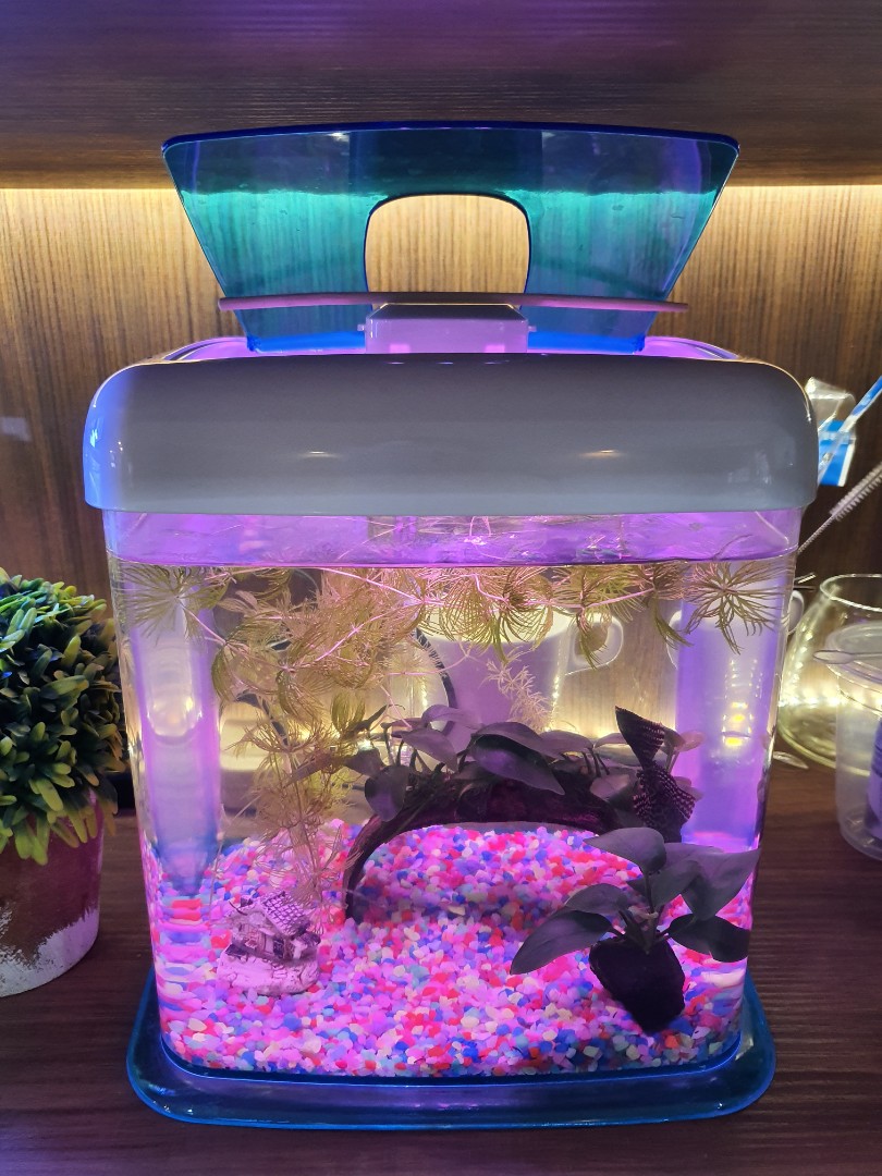 12 Litre Fish Tank | atelier-yuwa.ciao.jp