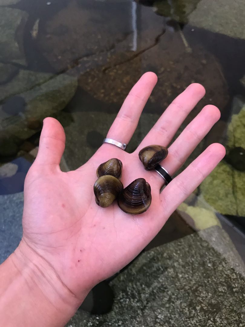 Asian freshwater clams