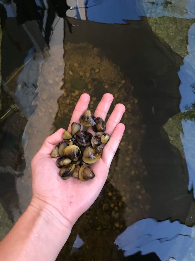 Asian freshwater clams