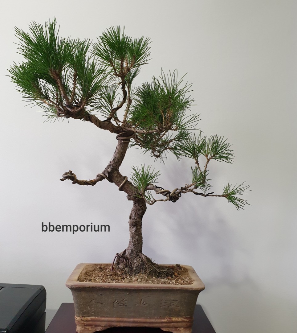 Black Pine Bonsai Tree 🌳 (CM15), Gardening, Plants on Carousell Black Pine Bonsai Tree 🌳 (CM15), Gardening, Plants on Carousell