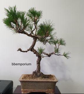 bonsai tree | Gardening | Carousell Singapore