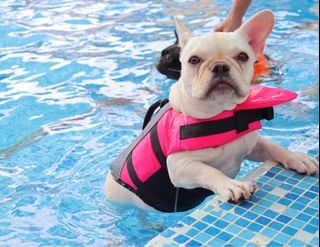 （分類：）位於 。 由 bebe_frenchie 提交（商品編號 1009892012，圖片 1）。簡介： 。