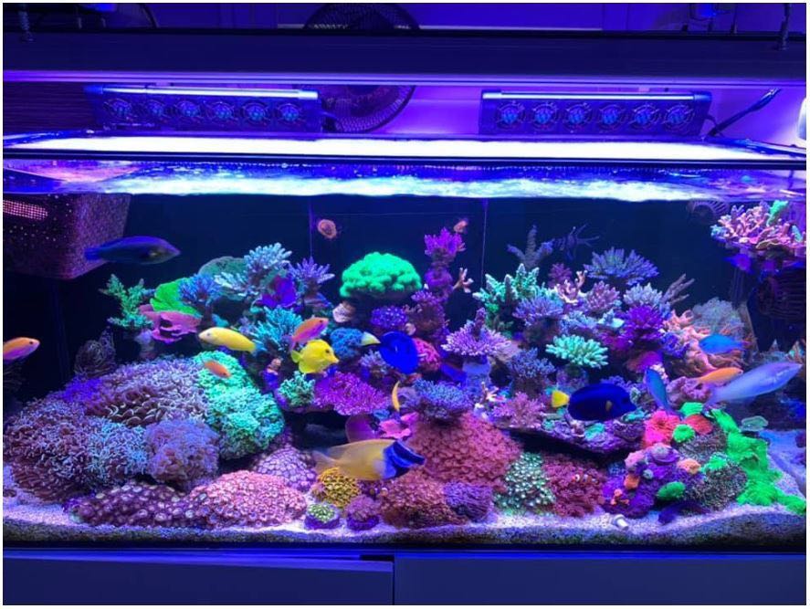Coral pop color with Orphek OR3 Blue Plus LED Bar •Orphek
