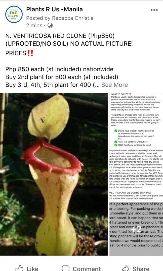 Sale Pitcher Plant Gardening Flowers Plants On Carousell