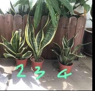 (Category: ) located in . Submitted by m1r1an (Listing ID 1009042568, Image 1). Description: .