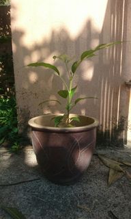 (Category: ) located in . Submitted by sue__sue (Listing ID 1009950478, Image 1). Description: .