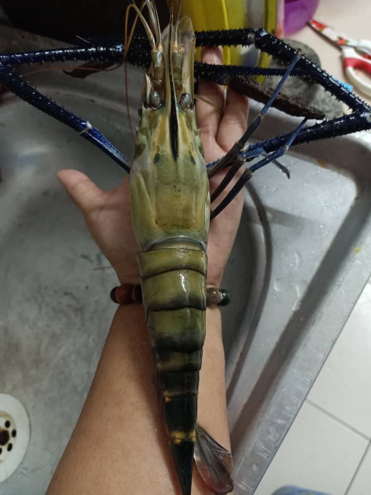 Udang Galah Besar Lobster Murah Fresh Sungai Food Drinks Food Drinks Others On Carousell