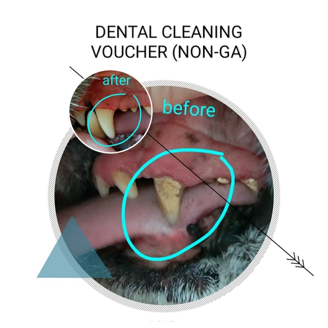 affordable dog teeth cleaning