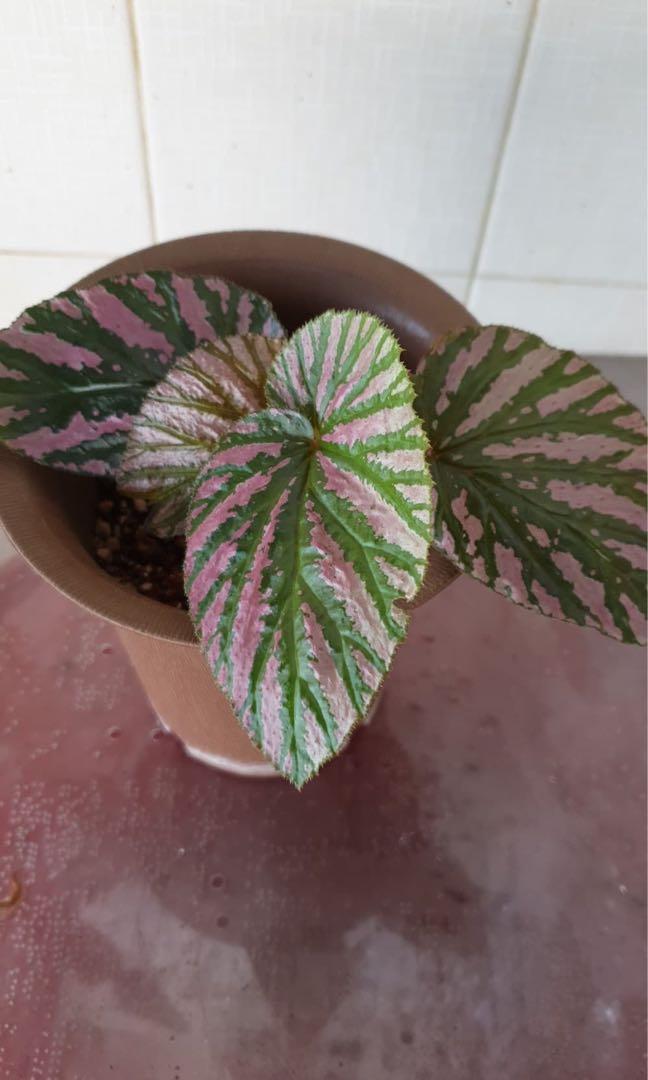 begonia-brevirimosa-ssp-exotica-papua-new-guinea, Furniture & Home Living,  Gardening, Plants & Seeds on Carousell
