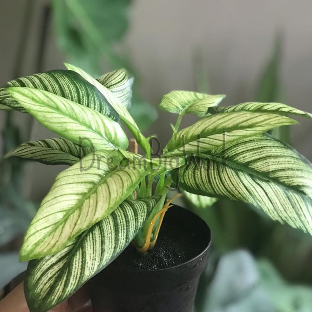 IKEA FEJKA DIEFFENBACHIA (NPRM18.90), Furniture & Home Living