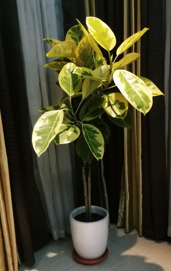 Lemon Lime Rubber Plant Add a Pop of Color to Your Home with This Easy