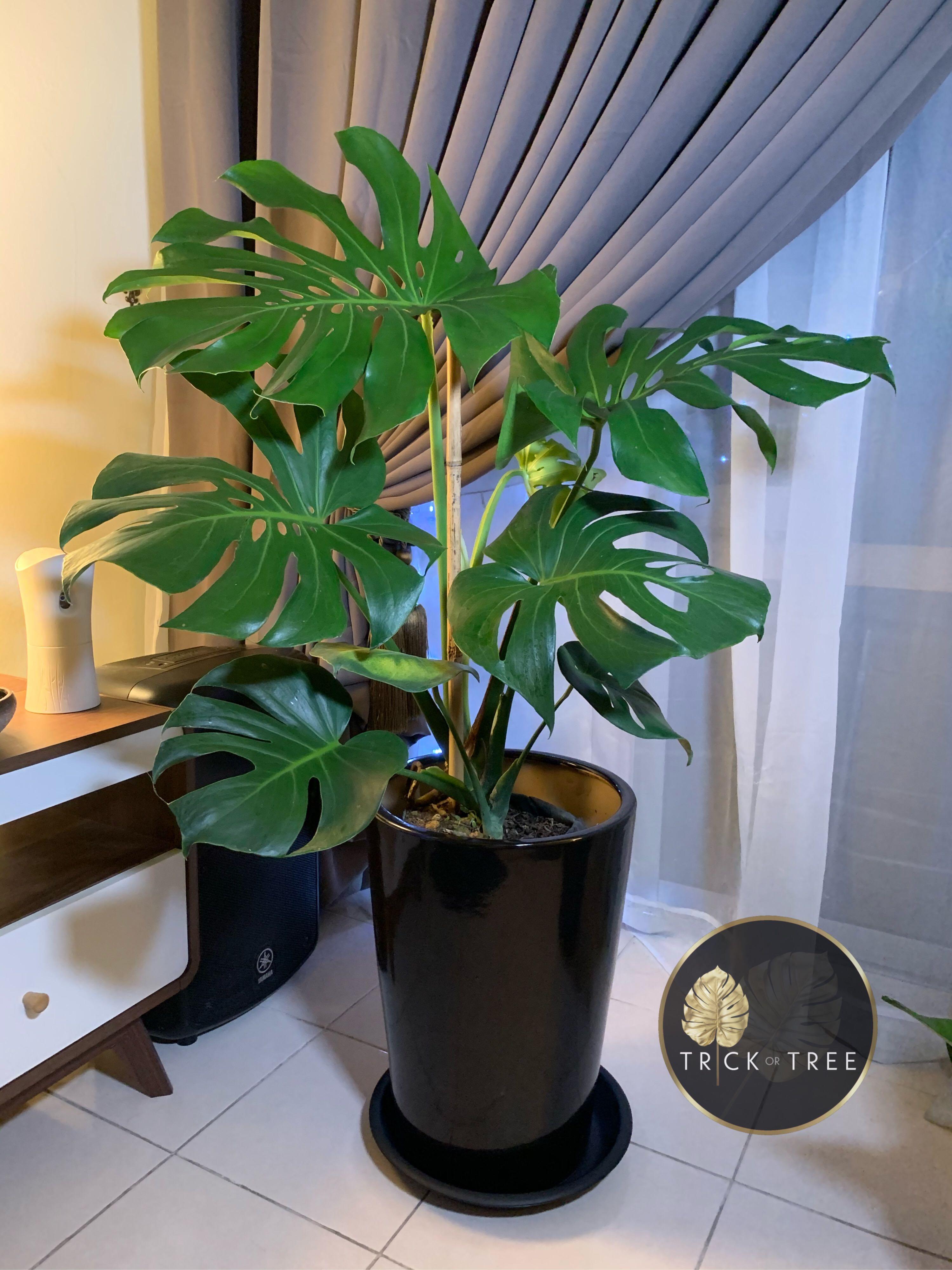Home Deco Plant Pokok Hiasan Rumah Home Furniture Home Decor On Carousell