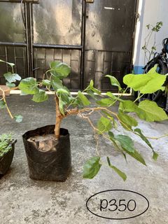 (Category: ) located in . Submitted by prdimayuga (Listing ID 1010237624, Image 1). Description: .
