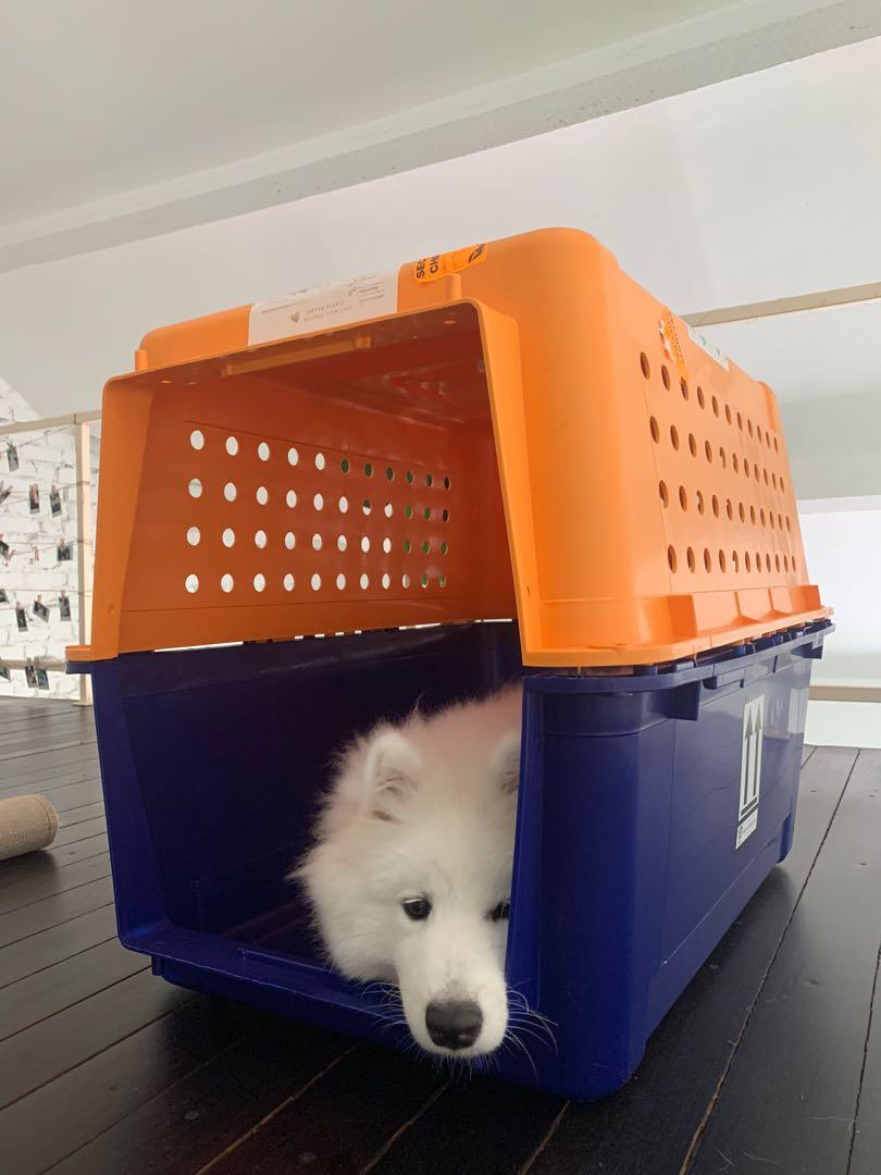 pp50 dog crate