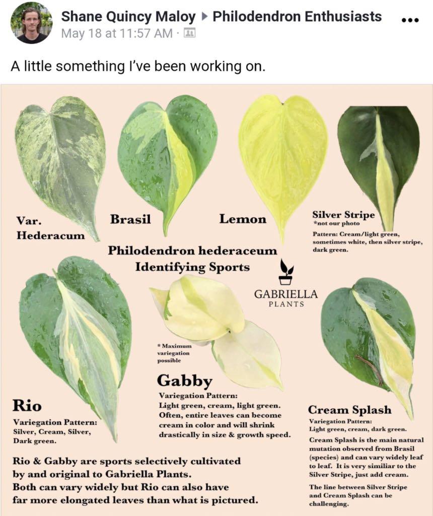 Philodendron Gabby Cream Splash Furniture Home Living Gardening Plants Seeds On Carousell