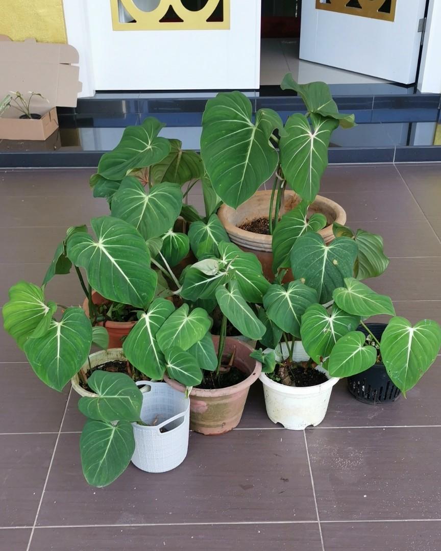 Philodendron Gloriosum Home Furniture Gardening On Carousell