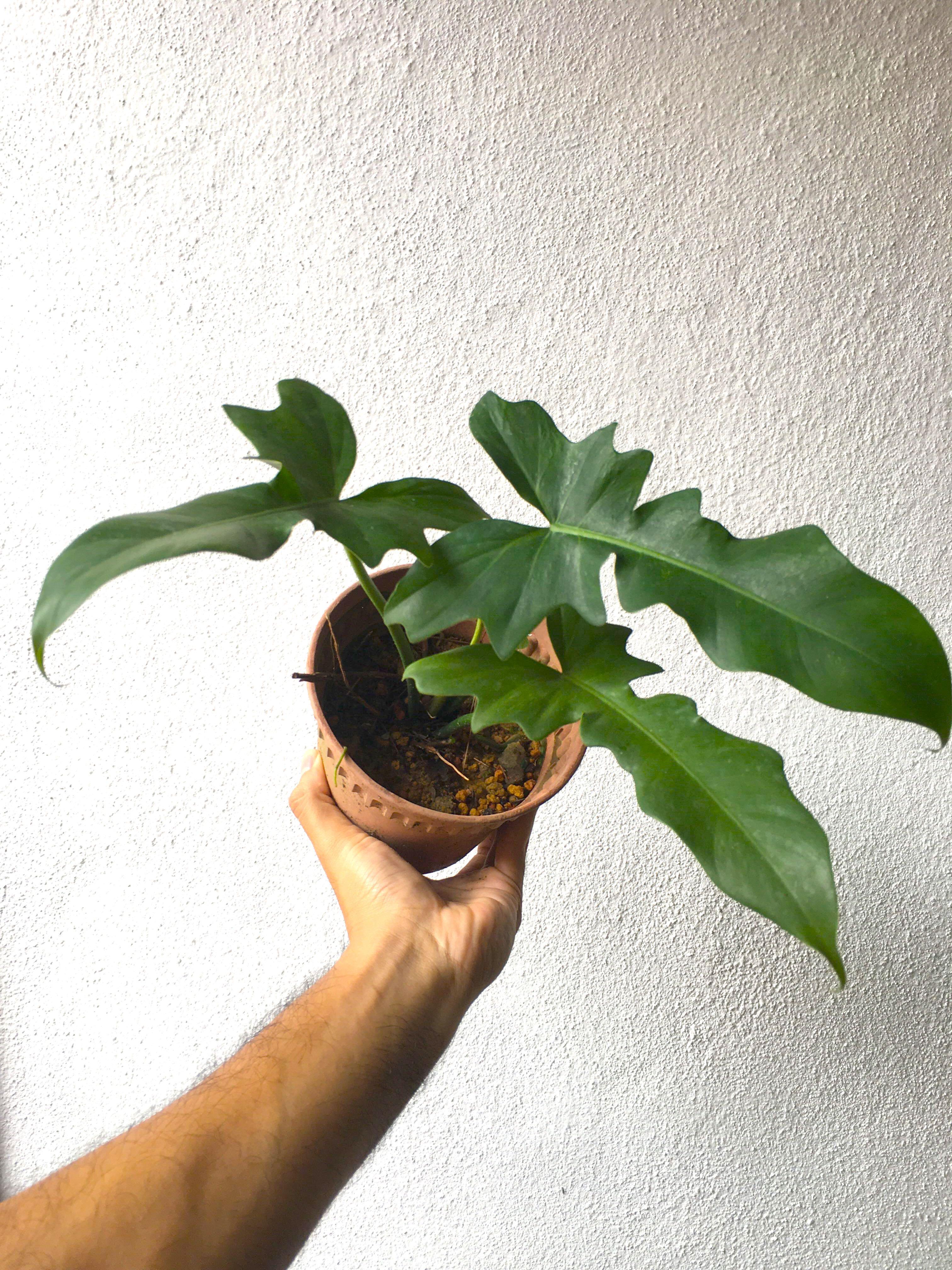 Philodendron Lime Fiddle Juvenile Home Furniture Gardening On Carousell