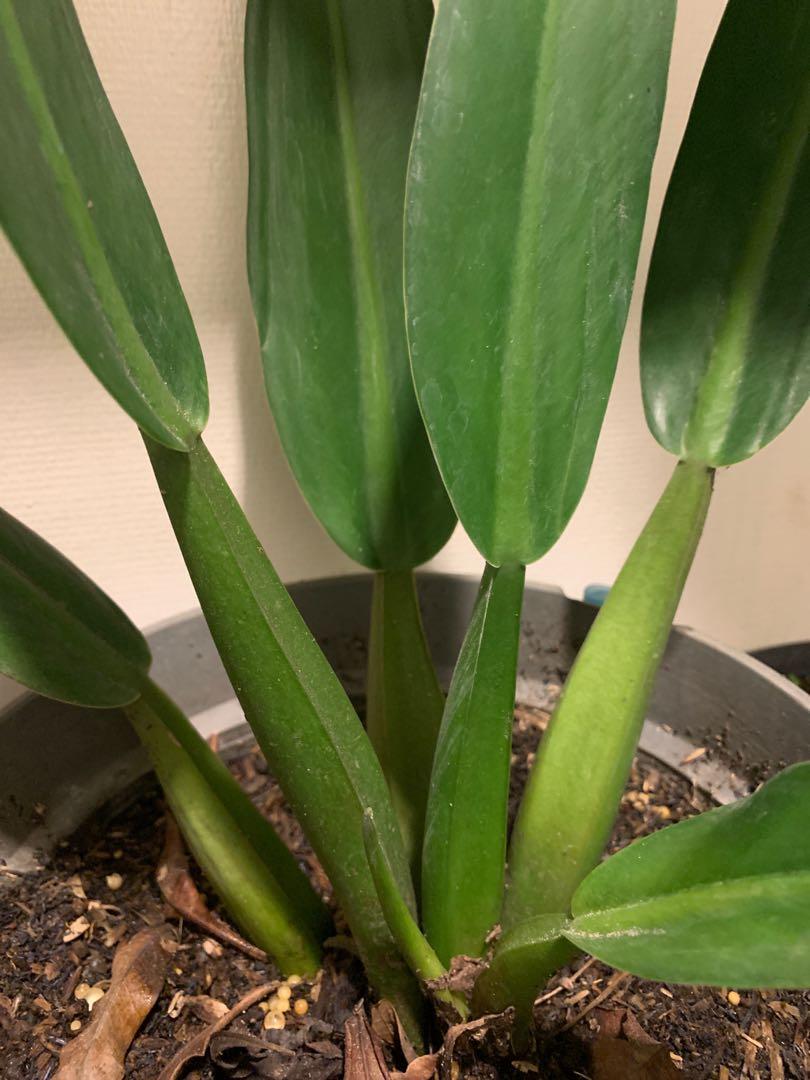 philodendron el choco red vs verrucosum Philodendron Verrucosum 'Titanium' *Grower's choice* main image 1