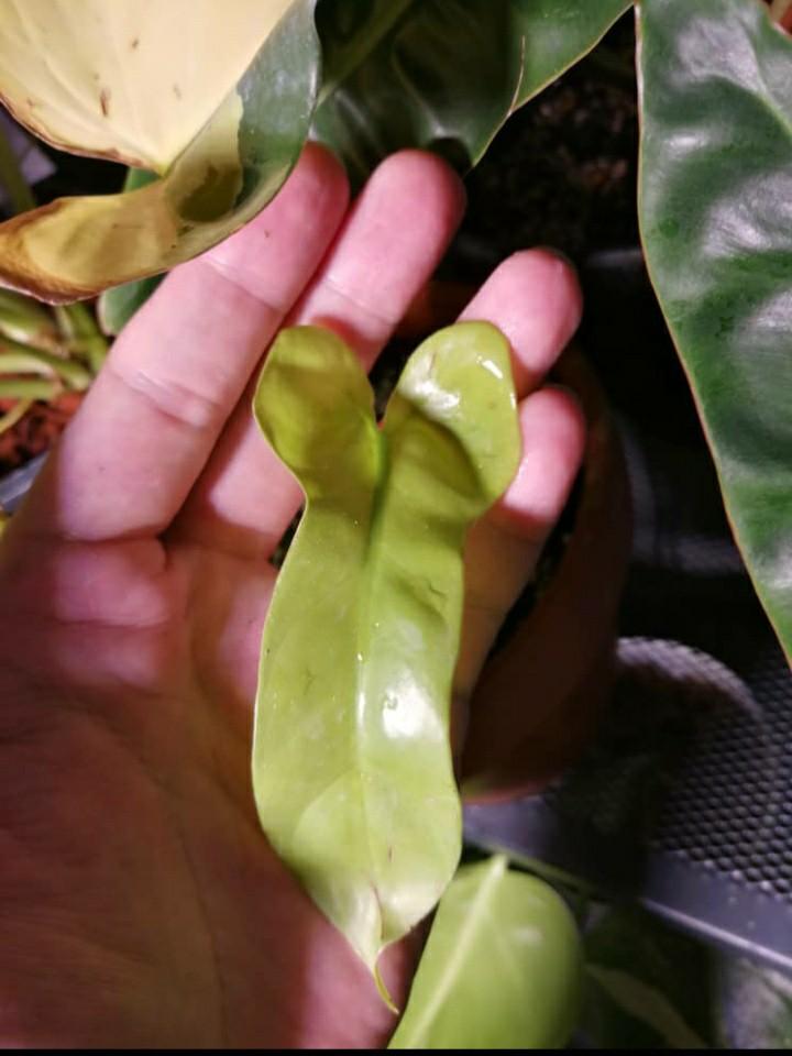 Rare Variegated Philodendron Bippenifolium (Violin) Houseplants, Furniture & Home Living
